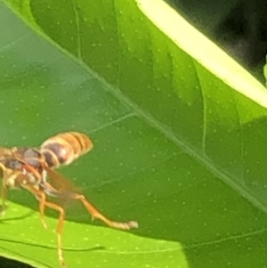 Polistes (Polistella) humilis at Monash, ACT - 28 Mar 2021 01:55 PM