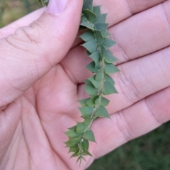 Acacia pravissima (Wedge-leaved Wattle, Ovens Wattle) at Bright, VIC - 19 Feb 2022 by Darcy