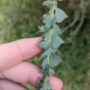 Acacia pravissima at Bright, VIC - 20 Feb 2022 08:24 AM