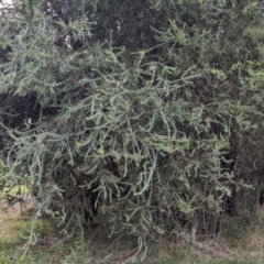 Acacia pravissima at Bright, VIC - 20 Feb 2022 08:24 AM