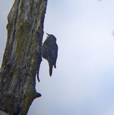 Cormobates leucophaea (White-throated Treecreeper) at Bright, VIC - 19 Feb 2022 by Darcy