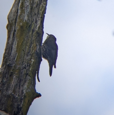 Cormobates leucophaea (White-throated Treecreeper) at Alpine Shire - 19 Feb 2022 by Darcy