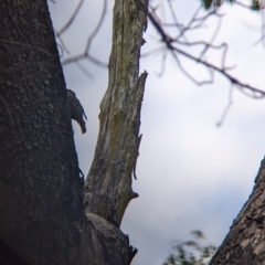 Cormobates leucophaea at Bright, VIC - 20 Feb 2022