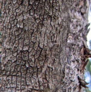 Cormobates leucophaea at Bright, VIC - 20 Feb 2022