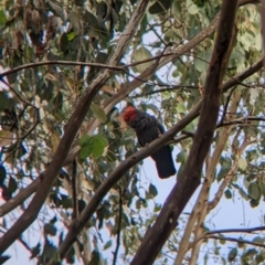 Callocephalon fimbriatum (Gang-gang Cockatoo) at Bright, VIC - 19 Feb 2022 by Darcy