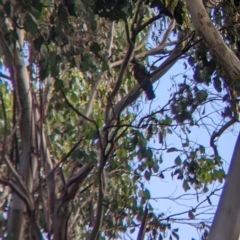 Callocephalon fimbriatum at Bright, VIC - suppressed