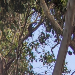 Callocephalon fimbriatum at Bright, VIC - suppressed