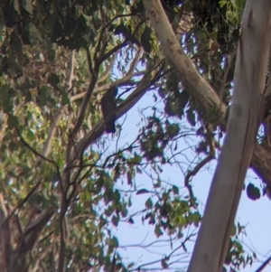 Callocephalon fimbriatum at Bright, VIC - suppressed