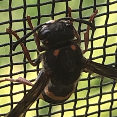 Eumeninae (subfamily) (Unidentified Potter wasp) at Monash, ACT - 12 Dec 2020 by jackQ