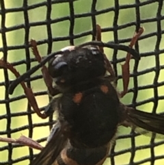 Eumeninae (subfamily) at Monash, ACT - 12 Dec 2020