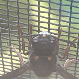 Eumeninae (subfamily) at Monash, ACT - 12 Dec 2020