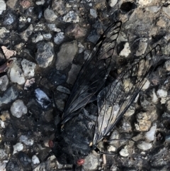 Psaltoda moerens (Redeye cicada) at Campbell, ACT - 5 Dec 2020 by jackQ