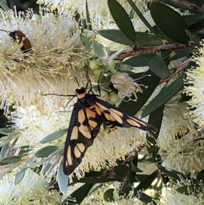 Amata (genus) (Handmaiden Moth) at Mount Ainslie - 4 Dec 2020 by jackQ