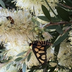 Amata (genus) at Campbell, ACT - 5 Dec 2020