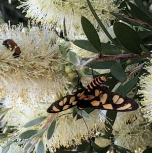 Amata (genus) at Campbell, ACT - 5 Dec 2020