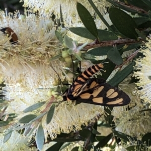 Amata (genus) at Campbell, ACT - 5 Dec 2020