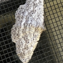 Psilosticha (genus) (A wave moth) at Monash, ACT - 15 Nov 2020 by jackQ