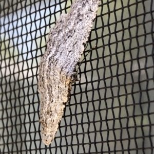 Psilosticha (genus) at Monash, ACT - 15 Nov 2020