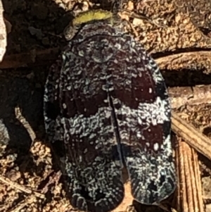 Platybrachys decemmacula at Campbell, ACT - 10 Nov 2020