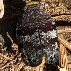 Platybrachys decemmacula at Campbell, ACT - 10 Nov 2020