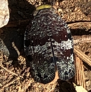 Platybrachys decemmacula at Campbell, ACT - 10 Nov 2020