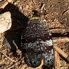 Platybrachys decemmacula at Campbell, ACT - 10 Nov 2020