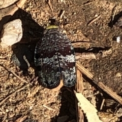 Platybrachys decemmacula at Campbell, ACT - 10 Nov 2020