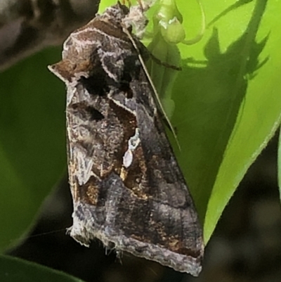 Chrysodeixis eriosoma (Green Looper) at Monash, ACT - 8 Nov 2020 by jackQ