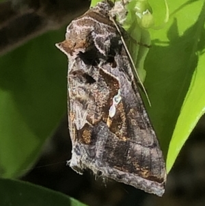 Chrysodeixis eriosoma at Monash, ACT - 8 Nov 2020