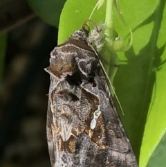 Chrysodeixis eriosoma at Monash, ACT - 8 Nov 2020