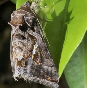 Chrysodeixis eriosoma at Monash, ACT - 8 Nov 2020