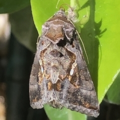 Chrysodeixis eriosoma at Monash, ACT - 8 Nov 2020