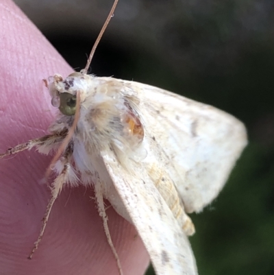 Helicoverpa (genus) (A bollworm) at Monash, ACT - 23 Oct 2020 by jackQ