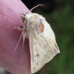 Helicoverpa (genus) at Monash, ACT - 23 Oct 2020