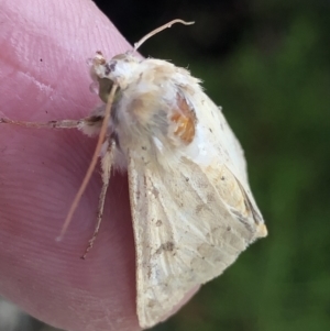 Helicoverpa (genus) at Monash, ACT - 23 Oct 2020