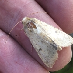 Helicoverpa (genus) at Monash, ACT - 23 Oct 2020