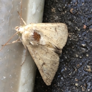 Helicoverpa (genus) at Monash, ACT - 23 Oct 2020