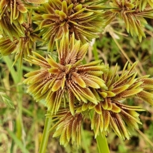 Cyperus eragrostis at Yass River, NSW - 21 Feb 2022 09:46 AM