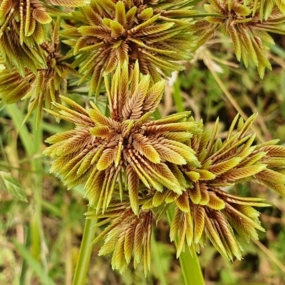 Cyperus eragrostis (Umbrella Sedge) at Yass River, NSW - 21 Feb 2022 by SenexRugosus