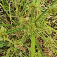 Cyperus eragrostis at Yass River, NSW - 21 Feb 2022