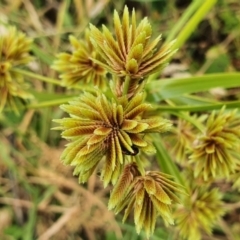 Cyperus eragrostis at Yass River, NSW - 21 Feb 2022 09:46 AM