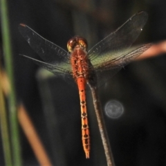 Diplacodes bipunctata (Wandering Percher) at Hall, ACT - 21 Feb 2022 by JohnBundock