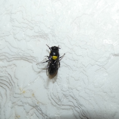 Hylaeus (Hylaeorhiza) nubilosus (A yellow-spotted masked bee) at McKellar, ACT - 15 Feb 2022 by Amata