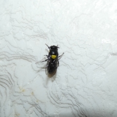 Hylaeus (Hylaeorhiza) nubilosus (A yellow-spotted masked bee) at McKellar, ACT - 15 Feb 2022 by Birdy