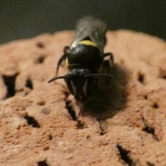 Hylaeus (Hylaeorhiza) nubilosus at McKellar, ACT - suppressed