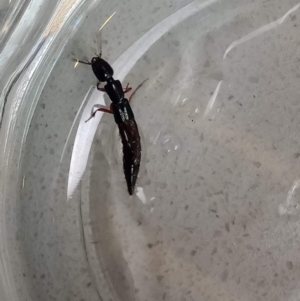 Staphylinidae (family) at Holder, ACT - 15 Feb 2022 08:15 PM