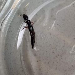 Staphylinidae (family) (Rove beetle) at Holder, ACT - 15 Feb 2022 by Miranda