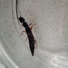 Staphylinidae (family) at Holder, ACT - 15 Feb 2022 08:15 PM