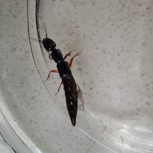 Staphylinidae (family) at Holder, ACT - 15 Feb 2022