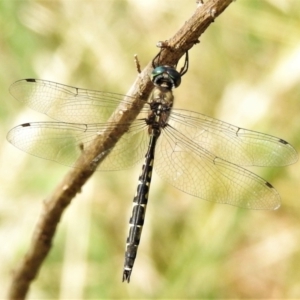 Hemicordulia australiae at Casey, ACT - 21 Feb 2022 02:37 PM